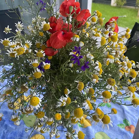 Lipi - Away From * Balatonszárszó