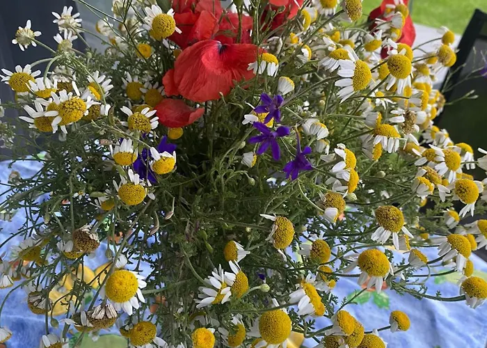 Lipi - Away From * Balatonszárszó